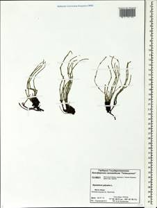 Equisetum palustre L., Siberia, Central Siberia (S3) (Russia)