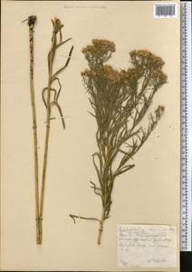 Galatella, Middle Asia, Northern & Central Kazakhstan (M10) (Kazakhstan)