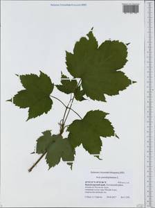 Acer pseudoplatanus L., Caucasus, Black Sea Shore (from Novorossiysk to Adler) (K3) (Russia)