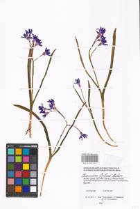 Scilla forbesii (Baker) Speta, Eastern Europe, Moscow region (E4a) (Russia)