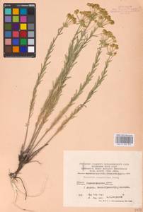 Euphorbia seguieriana Neck., Eastern Europe, South Ukrainian region (E12) (Ukraine)