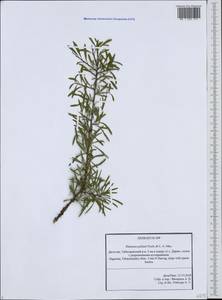Rhamnus erythroxyloides subsp. erythroxyloides, Caucasus, Dagestan (K2) (Russia)