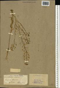 Camelina sativa (L.) Crantz, Eastern Europe, Eastern region (E10) (Russia)