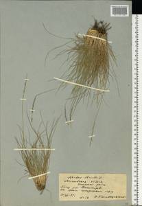 Nardus stricta L., Eastern Europe, Moscow region (E4a) (Russia)