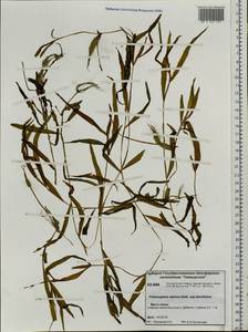 Potamogeton alpinus subsp. tenuifolius (Raf.) Hultén, Siberia, Central Siberia (S3) (Russia)