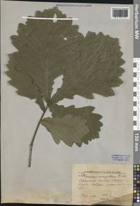 Quercus mongolica Fisch. ex Ledeb., Siberia, Russian Far East (S6) (Russia)