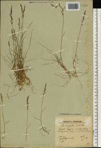 Poa pratensis L., Eastern Europe, Northern region (E1) (Russia)