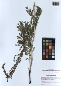 Artemisia latifolia Ledeb., Siberia, Altai & Sayany Mountains (S2) (Russia)