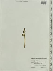 Botrychium matricariifolium (Döll) A. Braun ex Koch, Eastern Europe, Western region (E3) (Russia)