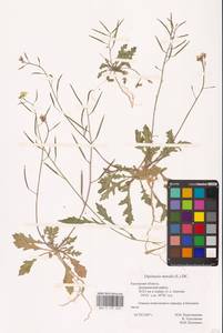 Diplotaxis muralis (L.) DC., Eastern Europe, Central region (E4) (Russia)