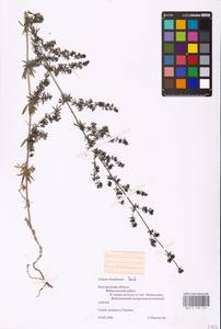 Galium humifusum M.Bieb., Eastern Europe, Central forest-and-steppe region (E6) (Russia)