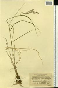 Calamagrostis purpurea (Trin.) Trin., Siberia, Western Siberia (S1) (Russia)