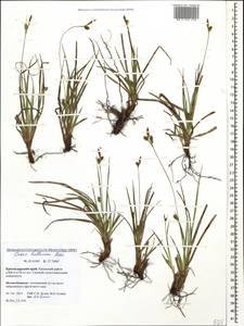 Carex halleriana Asso, Caucasus, Krasnodar Krai & Adygea (K1a) (Russia)