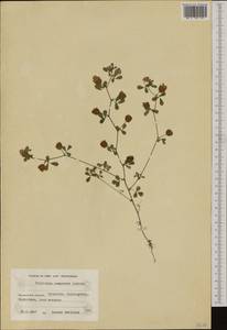 Trifolium campestre Schreb., Western Europe (EUR) (Finland)