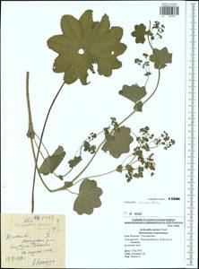 Alchemilla micans Buser, Eastern Europe, Central region (E4) (Russia)