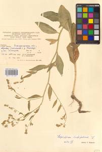 Lepidium latifolium L., Eastern Europe, West Ukrainian region (E13) (Ukraine)