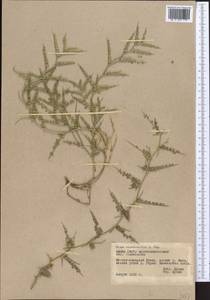 Cicer macracanthum Popov, Middle Asia, Pamir & Pamiro-Alai (M2) (Tajikistan)