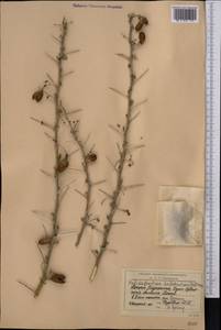 Caragana halodendron (Pall.) Dum.Cours., Middle Asia, Syr-Darian deserts & Kyzylkum (M7) (Kazakhstan)