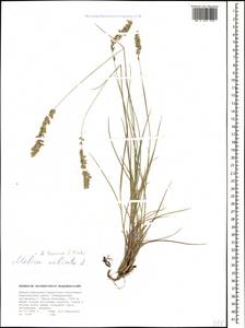 Melica ciliata L., Caucasus, Stavropol Krai, Karachay-Cherkessia & Kabardino-Balkaria (K1b) (Russia)