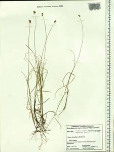Carex tenuiflora Wahlenb., Siberia, Central Siberia (S3) (Russia)