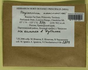 Plagiomnium maximoviczii (Lindb.) T.J. Kop., Bryophytes, Bryophytes - Russian Far East (excl. Chukotka & Kamchatka) (B20) (Russia)