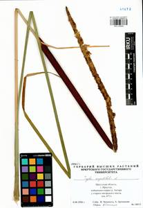 Typha angustifolia L., Siberia, Baikal & Transbaikal region (S4) (Russia)