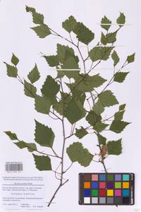 Betula pendula Roth, Eastern Europe, Moscow region (E4a) (Russia)