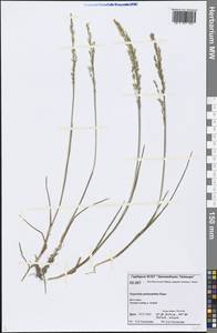 Dupontia fisheri R.Br., Siberia, Central Siberia (S3) (Russia)