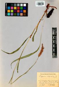 Bistorta alopecuroides (Turcz. ex Meisn.) Kom., Siberia, Baikal & Transbaikal region (S4) (Russia)