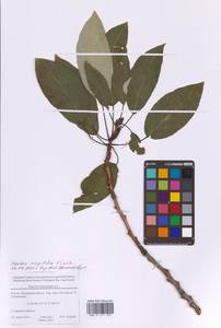 Populus trichocarpa Torr. & A.Gray ex Hook., Eastern Europe, Moscow region (E4a) (Russia)