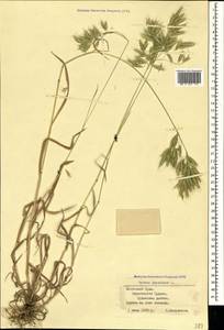 Bromus japonicus Houtt., Crimea (KRYM) (Russia)