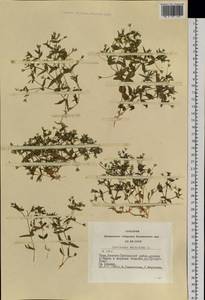 Mesostemma dichotomum (L.) Arabi, Rabeler & Zarre, Siberia, Altai & Sayany Mountains (S2) (Russia)