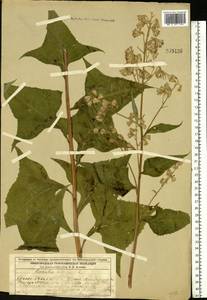 Parasenecio hastatus (L.) H. Koyama, Eastern Europe, Volga-Kama region (E7) (Russia)
