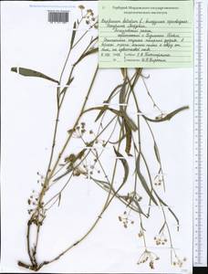 Bupleurum falcatum L., Eastern Europe, Middle Volga region (E8) (Russia)