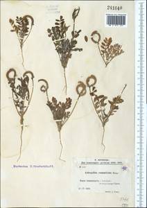 Astragalus commixtus Bunge, Middle Asia, Kopet Dag, Badkhyz, Small & Great Balkhan (M1) (Turkmenistan)