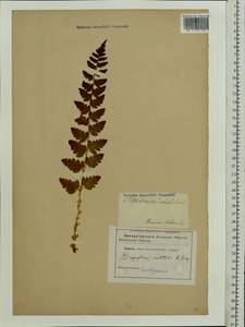 Dryopteris cristata (L.) A. Gray, Eastern Europe, Belarus (E3a) (Belarus)