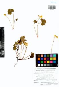 Geum ternatum subsp. ternatum, Siberia, Baikal & Transbaikal region (S4) (Russia)
