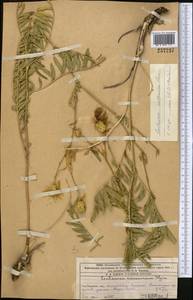 Rhaponticoides ruthenica (Lam.) M.V.Agab. & Greuter, Middle Asia, Western Tian Shan & Karatau (M3) (Kazakhstan)