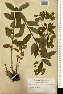 Euphorbia squamosa Willd., Caucasus, Armenia (K5) (Armenia)