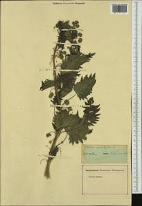 Urtica pilulifera L., Western Europe (EUR) (Not classified)