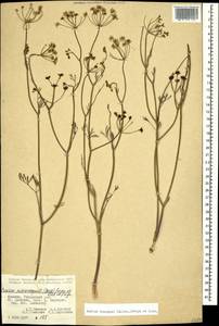 Bunium microcarpum (Boiss.) Freyn & Sint. ex Freyn, Caucasus, Armenia (K5) (Armenia)