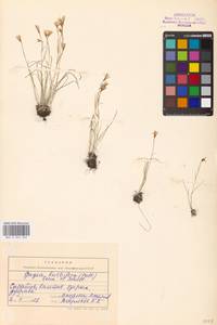 Gagea bulbifera (Pall.) Salisb., Eastern Europe, Lower Volga region (E9) (Russia)