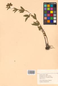 Potentilla cryptotaeniae Maxim., Siberia, Russian Far East (S6) (Russia)