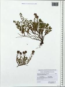 Thymus dimorphus Klokov & Des.-Shost., Caucasus, Krasnodar Krai & Adygea (K1a) (Russia)