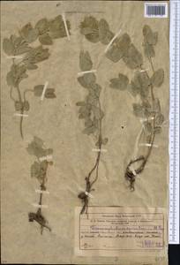 Dracocephalum spinulosum Popov, Middle Asia, Western Tian Shan & Karatau (M3) (Uzbekistan)