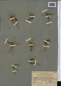 Lagotis korolkowii (Regel & Schmalh.) Maxim., Middle Asia, Pamir & Pamiro-Alai (M2) (Uzbekistan)
