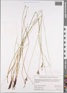 Carex cespitosa L., Eastern Europe, Central forest region (E5) (Russia)
