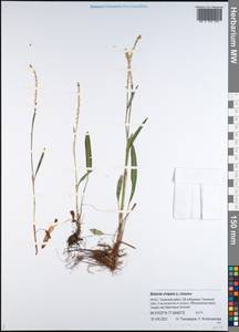 Bistorta vivipara (L.) Delarbre, Siberia, Western Siberia (S1) (Russia)