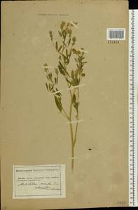 Trigonella caerulea (L.) Ser., Eastern Europe, South Ukrainian region (E12) (Ukraine)