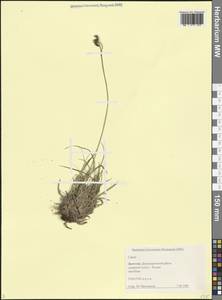 Carex, Caucasus, Dagestan (K2) (Russia)